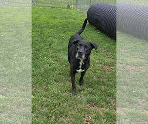 Mutt Dogs for adoption in Martinsburg, WV, USA