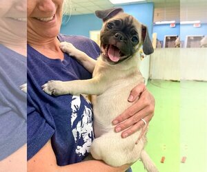 Frenchie Pug Dogs for adoption in phoenix, AZ, USA