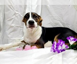 Border Collie Dogs for adoption in Find us on Facebook- MARS of Illinois, Murphysboro, IL, USA