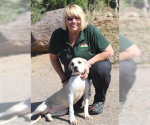 Bullmasador Dogs for adoption in Globe, AZ, USA