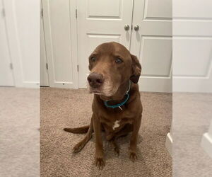 Labrador Retriever-Unknown Mix Dogs for adoption in Salt Lake City, UT, USA