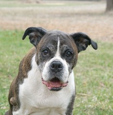 Boxer Dogs for adoption in Rocky Mount, VA, USA