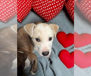 Mutt Dogs for adoption in Bakersfield, CA, USA