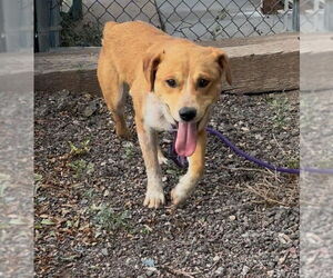 Red Heeler-Unknown Mix Dogs for adoption in Las Vegas, NM, USA