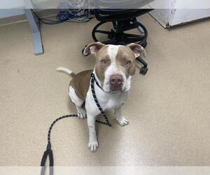 American Staffordshire Terrier-Unknown Mix Dogs for adoption in Fort Collins, CO, USA