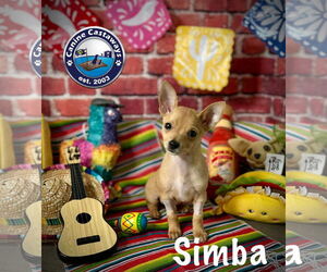 Chihuahua Dogs for adoption in Arcadia, FL, USA