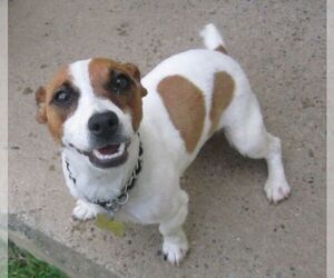 Jack Russell Terrier Dogs for adoption in East Brunswick, NJ, USA