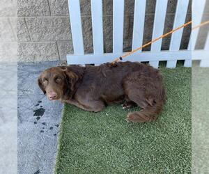Chesapeake Bay Retriever-Unknown Mix Dogs for adoption in Modesto, CA, USA