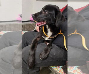 Labrador Retriever Dogs for adoption in Ellijay, GA, USA