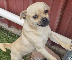 Pug-Unknown Mix Dogs for adoption in Carrollton, TX, USA