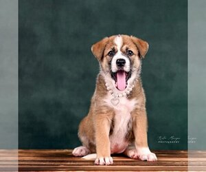 Alaskan Malamute Dogs for adoption in Clayton, CA, USA