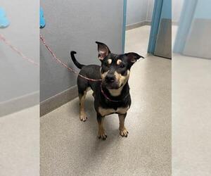 American Pit Bull Terrier-Unknown Mix Dogs for adoption in Las Vegas, NV, USA