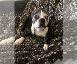 Boston Terrier Dogs for adoption in St. Cloud, MN, USA