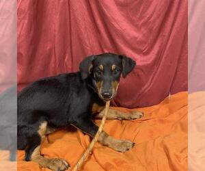 Doberman Pinscher-Unknown Mix Dogs for adoption in Modesto, CA, USA