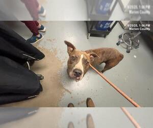 American Pit Bull Terrier Dogs for adoption in Ocala, FL, USA