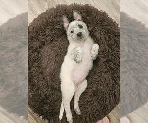 Mutt Dogs for adoption in Dedham, MA, USA