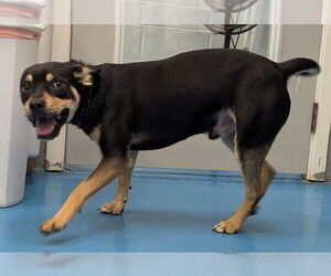 Mutt Dogs for adoption in Muskegon, MI, USA