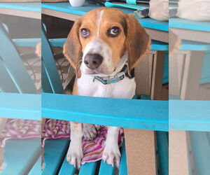 Beagle Dogs for adoption in Dunnellon, FL, USA