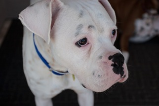 Medium Photo #1 Boxer Puppy For Sale in Phoenix, AZ, USA