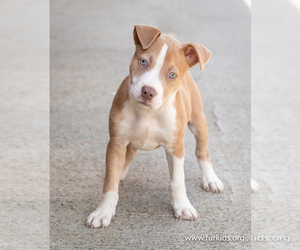 American Pit Bull Terrier Dogs for adoption in Alpharetta, GA, USA
