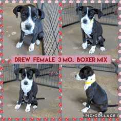 Bullboxer Pit Dogs for adoption in Mesa, AZ, USA