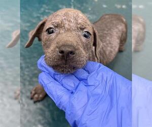 Mutt Dogs for adoption in Mobile, AL, USA