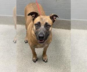 Mutt Dogs for adoption in Las Vegas, NV, USA