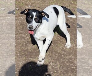 Labrador Retriever-Unknown Mix Dogs for adoption in Green Forest, AR, USA