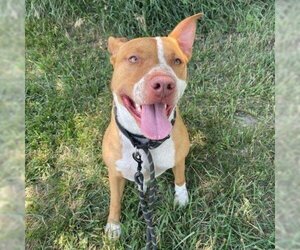 American Pit Bull Terrier Dogs for adoption in Spring Hill, KS, USA