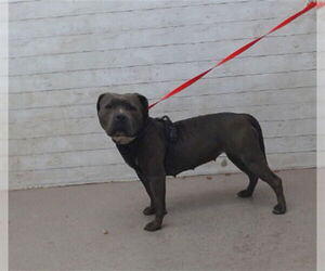 American Pit Bull Terrier Dogs for adoption in San Bernardino, CA, USA