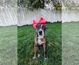 Mutt Dogs for adoption in Sandy, UT, USA