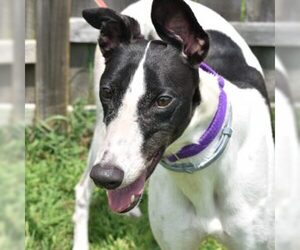 Greyhound Dogs for adoption in Grandville, MI, USA