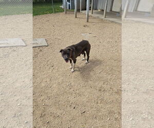 Mutt Dogs for adoption in Maquoketa, IA, USA