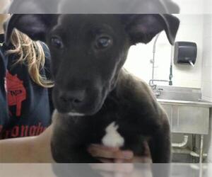 Labrador Retriever Dogs for adoption in Pasadena, TX, USA