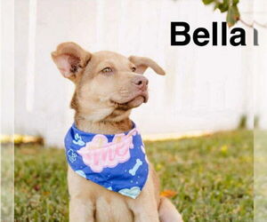 Mastiff-Unknown Mix Dogs for adoption in Princeton, MN, USA