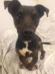 Dobie-Basset Dogs for adoption in Williston, VT, USA