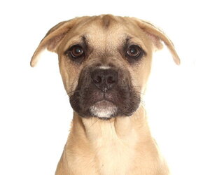 French Bulldog-Siberian Husky Mix Dogs for adoption in Oakland Park, FL, USA