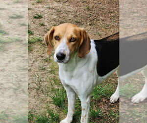 Treeing Walker Coonhound Dogs for adoption in Fairfax, VA, USA