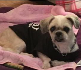 Shih Tzu-Unknown Mix Dogs for adoption in Keswick, Ontario, Canada
