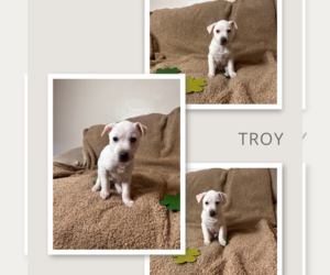 Mutt Dogs for adoption in New London, WI, USA