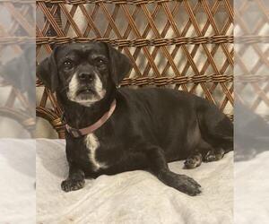 Bocker Dogs for adoption in Phoenix, AZ, USA