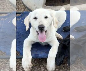 Labrenees Dogs for adoption in Bolivar, MO, USA