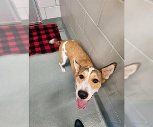 Border Collie-Unknown Mix Dogs for adoption in Baytown, TX, USA