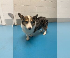 Pembroke Welsh Corgi Dogs for adoption in Muskegon, MI, USA