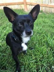 Chiweenie Dogs for adoption in Northfield, MN, USA