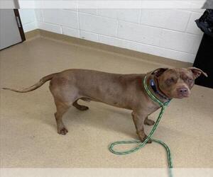 American Pit Bull Terrier Dogs for adoption in Derwood, MD, USA