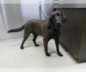 Labloodhound Dogs for adoption in Fairbanks, AK, USA