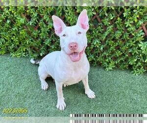 Bull Terrier Dogs for adoption in West Palm Beach, FL, USA