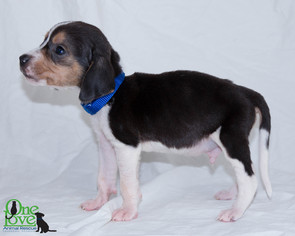 Small Treeing Walker Coonhound Mix