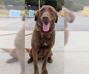 Labrador Retriever Dogs for adoption in Salinas, CA, USA